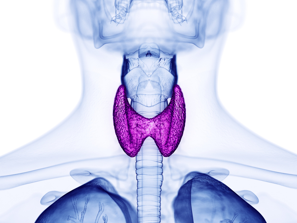 Thyroid gland, illustration